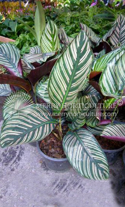 Calathea Sanderiana